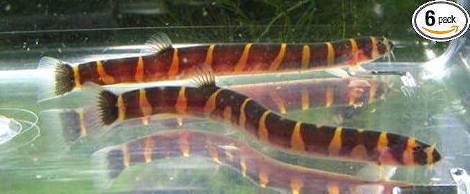 6 Pack - Striped Kuhli Loach Live Freshwater Aquarium Fish