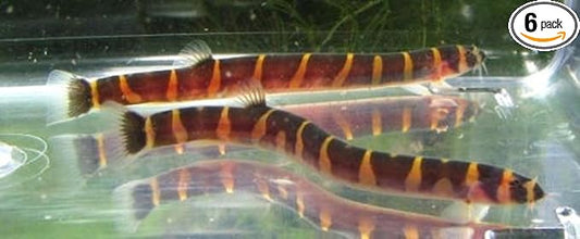 6 Pack - Striped Kuhli Loach Live Freshwater Aquarium Fish