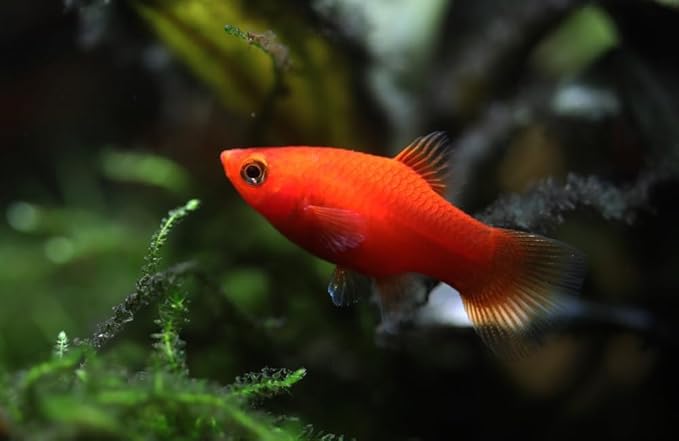 Swimming Creatures™ 4 Assorted Color Platy Mix (Xiphophorus maculatus) Freshwater Aquarium Live Fish (Size Approx. 3/4")