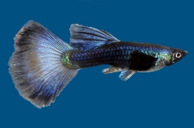 Swimming Creatures™ 15 Assorted Male & Female Guppy Live Tropical Freshwater Aquarium Fish