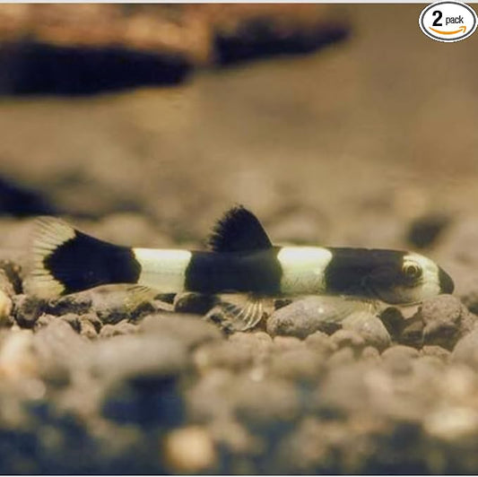 Swimming Creatures™ 2 Panda Loach (Yaoshania Pachychilus) Aquarium Fish Live (Size Approx. 1")