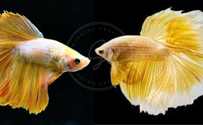 Swimming Creatures™ Betta Live Freshwater Aquarium Fish (Male Halfmoon Gold)