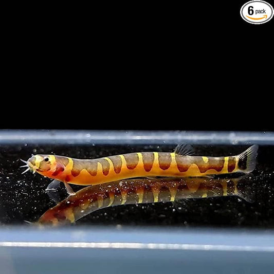 Striped kuhli Loach (Pack of 6 Fish) - Aquarium Exotic Freshwater Live Fish