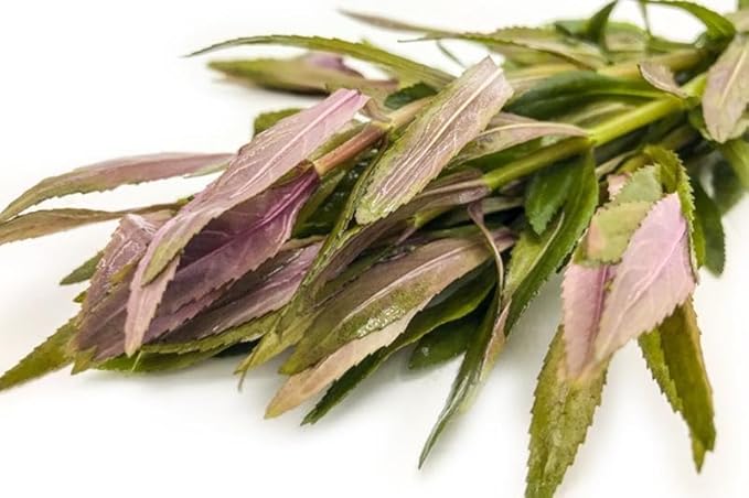 SubstrateSource Live Aquarium Stem Plants - Freshwater Aquatic Plant for Fish Tanks, Aquascaping - (Ludwigia Sedioides Mosaic, 1 Bunch)