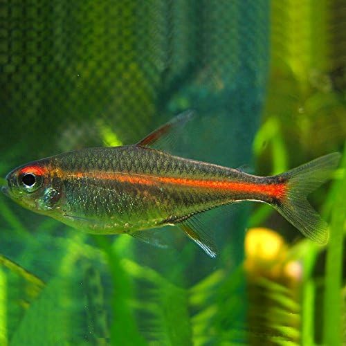 Live Freshwater Aquarium Fish - 18 Fire Neon Tetras (Glo-Lites) - Great for Aquariums - Populate Your Fish Tank!