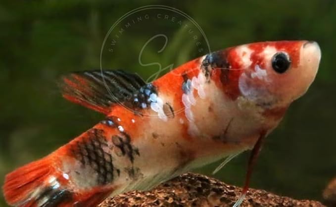 Swimming Creatures™ Betta Live Freshwater Aquarium Fish (Female Koi Betta)