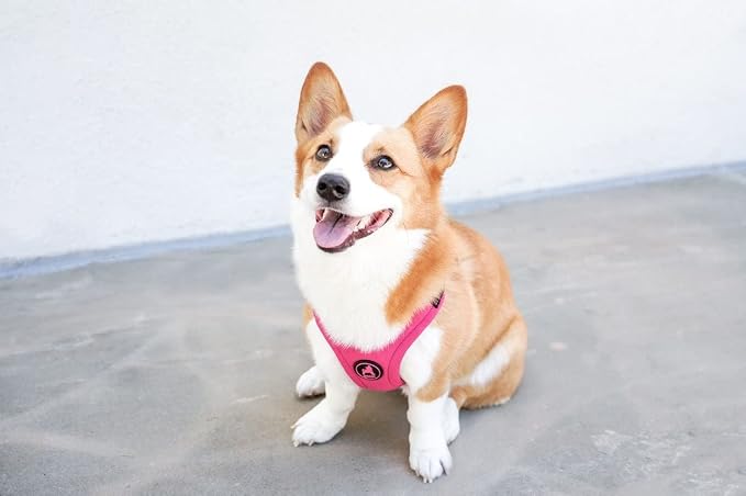 Gooby Escape Free Sport Dog Harness, Choke-Free, Pink, Large | Patented escape-free frame; Reduces choking; 4-point adjustment; Soft neoprene padding; Durable webbed straps