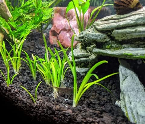 Foreground Potted Live Aquarium Plants | Freshwater Aquatic Plants for Aquariums (Sagitaria, 1)