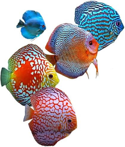 CafePress Discus Fish 10" Wall Clock for Livingroom, Kitchen, or Office