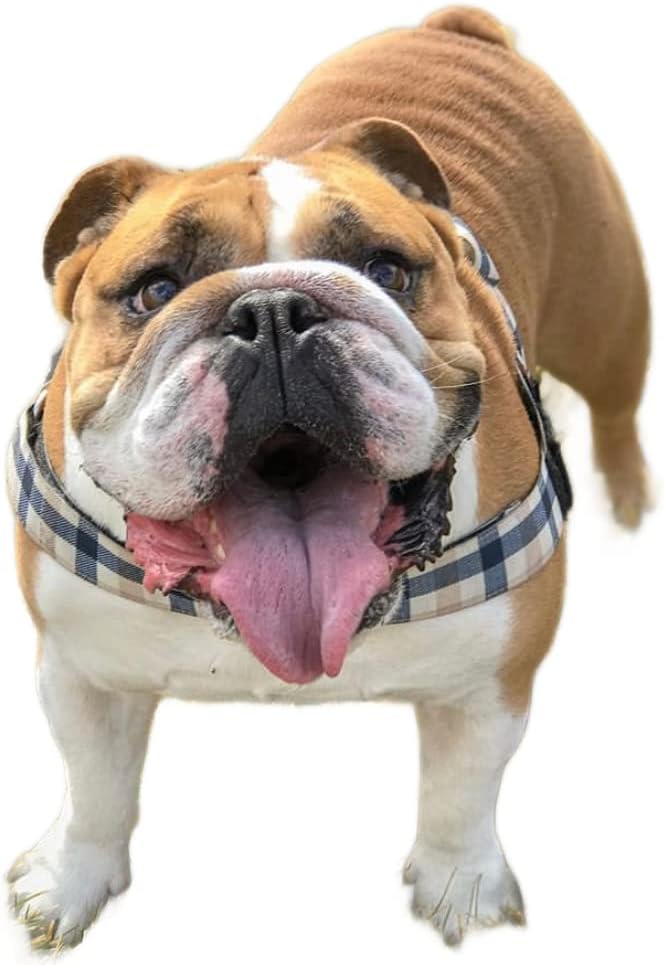 Adjustable Dog Harness– No Pull, No Choke – for English Bulldogs, French Bulldogs, Pugs & Broad-Chested Breeds – Easy, Safe Walks (Blue TAN Plaid, Medium)
