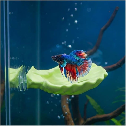 Betta Fish Hammock, Shell Pad with Strong Suction Cup Natural Resting Bed for Bettas Soft Fin-Safe Betta Fish Tank Decor and Accessories (Green Medium)