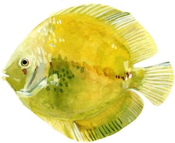 Discus Fish by Emma Scarvey, 4 Piece Unframed Art Print Set, 12 X 12 Inches Each, Sea Life Art