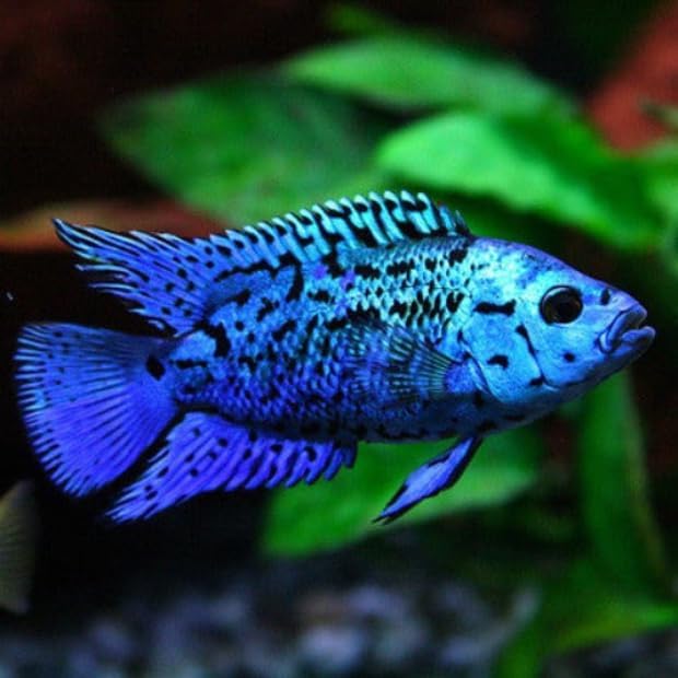 Electric Blue Jack Dempsey Cichlid (Pack of 2 Fish) Aquarium Exotic Freshwater Live Fish