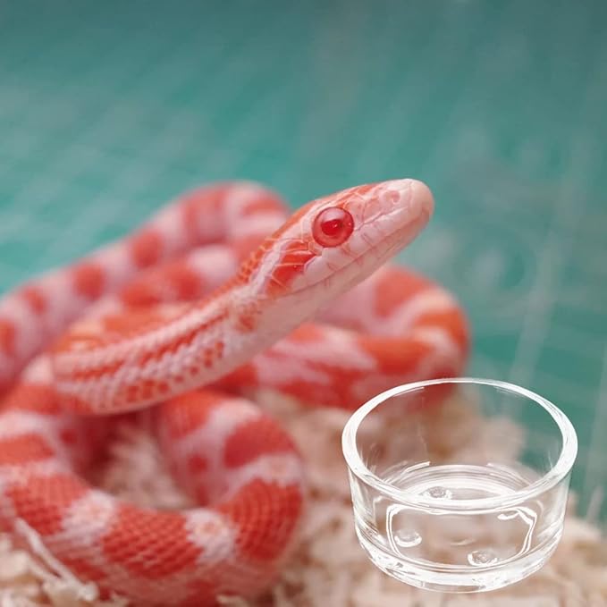 Senzeal 4X Glass Reptile Feeding Dish Food Water Bowl Feeder Bowl Cup Basin Tray Container for Small Pets Reptile Lizard Spider Scorpion Corn Snake Centipede Crickets