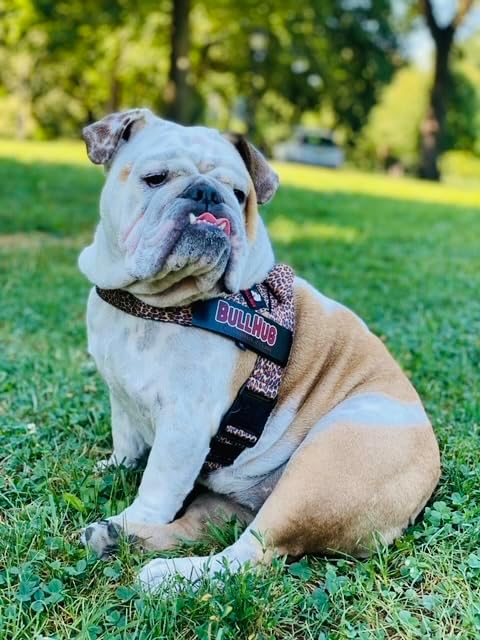 Adjustable Dog Harness– No Pull, No Choke – for English Bulldogs, French Bulldogs, Pugs & Broad-Chested Breeds – Easy, Safe Walks (Fiesta, XL)
