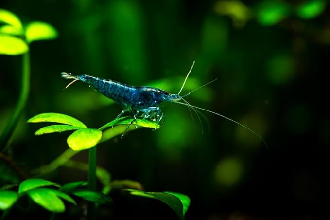 20 Blue Dream Supreme Gene Shrimps Live Freshwater Shrimp Aquarium Neocaridina, Live Arrival Guarantee