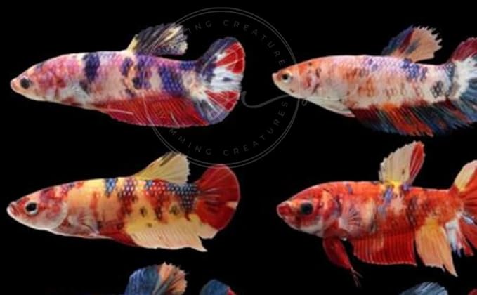 Swimming Creatures™ Betta Live Freshwater Aquarium Fish (Female Koi Betta)