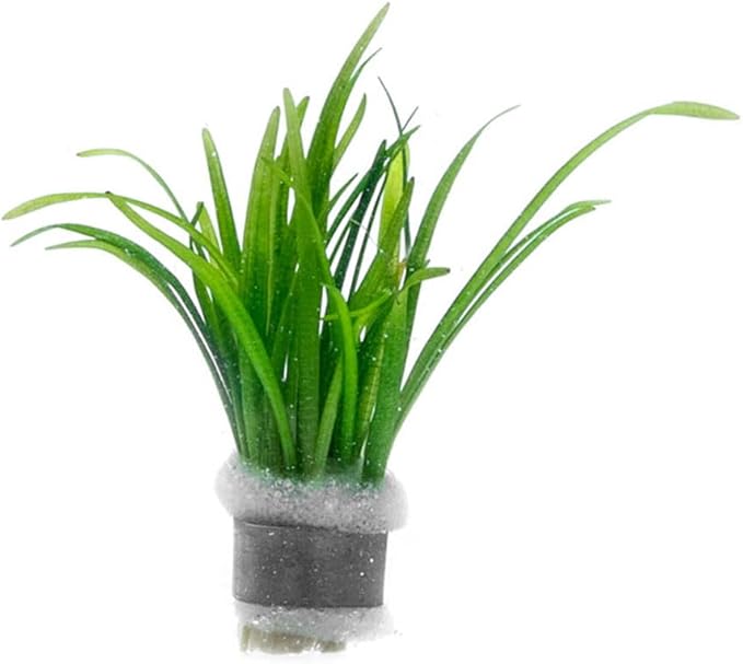 SubstrateSource Dwarf Sagittaria Subulata Live Aquarium Plant for Freshwater Planted Fish Tanks - Aquatic Potted Plants (Bunch)