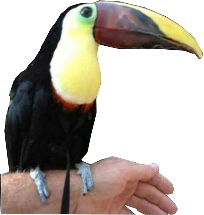 Adjustable Birds Harness and Leash Parrot Harness Leash Training Supplies Pet Anti-bite Outdoor Flying Rope for Conures Budgerigar Lovebird Cockatiel Mynah (S, Black)