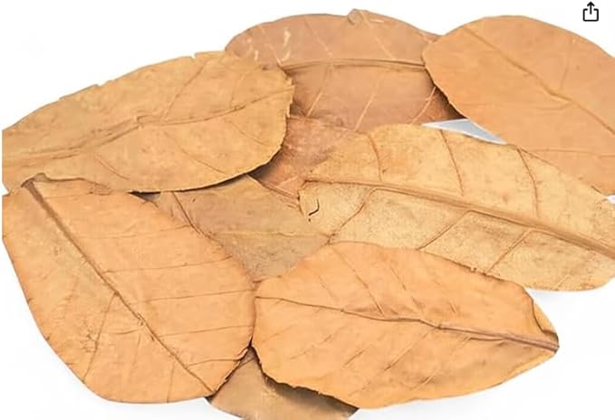 Frog Tank Accesories 100 pcs 3" Leaf Litter for Tree Frogs Indian Almond Catappa Leaves Terrarium Accessories Bioactive Amphibian Habitat Decor