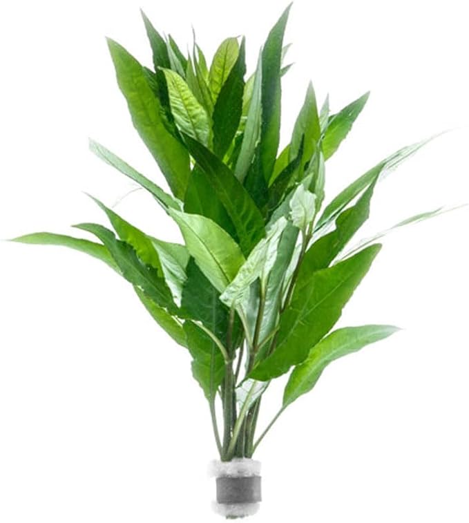 SubstrateSource Live Plants – Nomaphila Stricta – Moderate to High Light, Green, Midground to Background Accent – Lead Bunch, 4 Pack