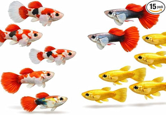 Mixed Live Aquarium Fish (15+ Count) - Dambo Koi Guppy, Dambo Red Tail Guppy and Full Gold 24K Fish - Tropical Freshwater Guppies for Community Tanks