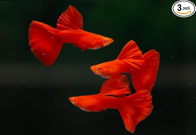 D&A Tropical Full RED Guppy - Abino Live Fish (1 Male, 2 Females) for Freshwater Aquariums