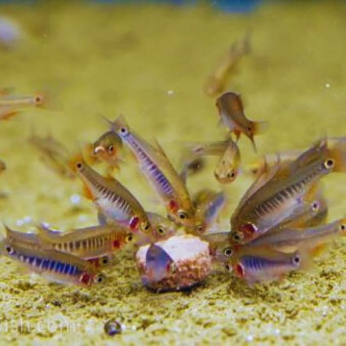 Neat&Tidy Emerald Dwarf Rasbora (Pack of 8 Fish) - Aquarium Exotic Freshwater Live Fish