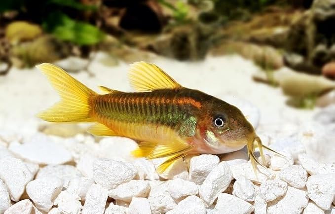Aquatic Foods Inc. Brine Shrimp Sinking Bites for Bottom Feeders, Small Baby Fish, Tetras. Live Bearers, Discus, Cichlids, Great for All Tropicals - 6oz Small Jar
