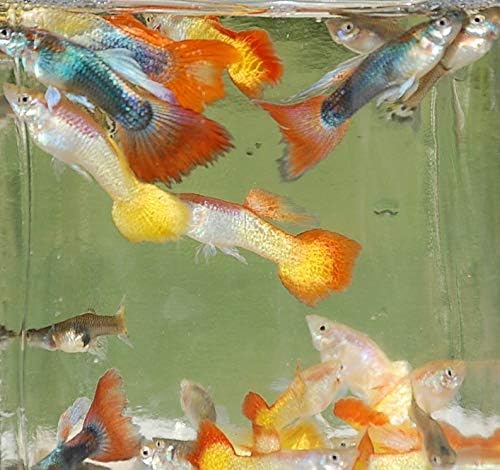 Quinn's Fins- Male Assorted Guppy 12 Pack