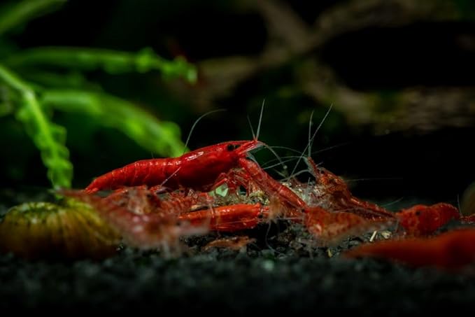 10+ High Grade Fire Red Cherry Shrimps Neocaridina Live Freshwater Shrimp Aquarium Inverts High-Grade Cherry Neocaridina Live Arrive Gurrentee