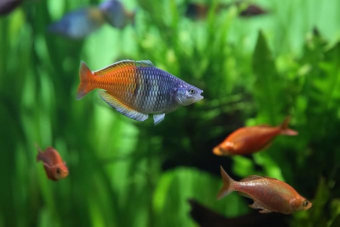 Neat&Tidy Boesemani Rainbow Fish (Pack of 3) - Live Exotic Freshwater Aquarium Fish