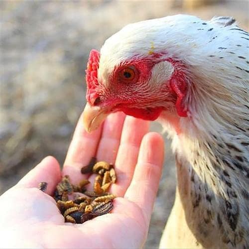EZ Worms (20 lb.) - Blend of Dried Mealworms & Black Soldier Fly Larvae (BSFL) - Healthy Insect Treat - Chickens, Bluebirds, Sugar Gliders, Hedgehogs, Squirrels, Skunks, Reptiles, Turtles, Fish