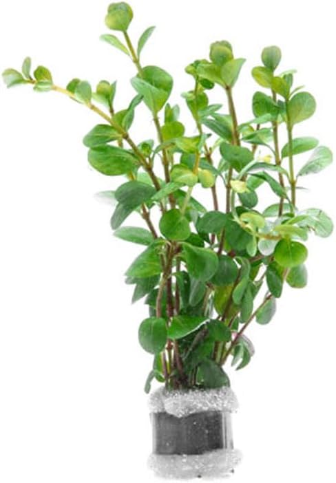 SubstrateSource Live Aquarium Stem Plants - Freshwater Aquatic Plant for Fish Tanks, Aquascaping - (Rotala Ceylon, 1 Bunch)