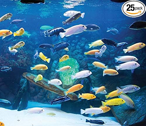Family of (25) African Cichlids 1.25" Live Tropical Fish Assorted Mbuna Cichlid