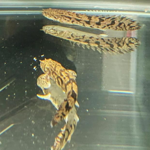 Polypterus Saddled Bichir juvenilles (Pack of 2 Fish) - Aquarium Exotic Freshwater Live Fish