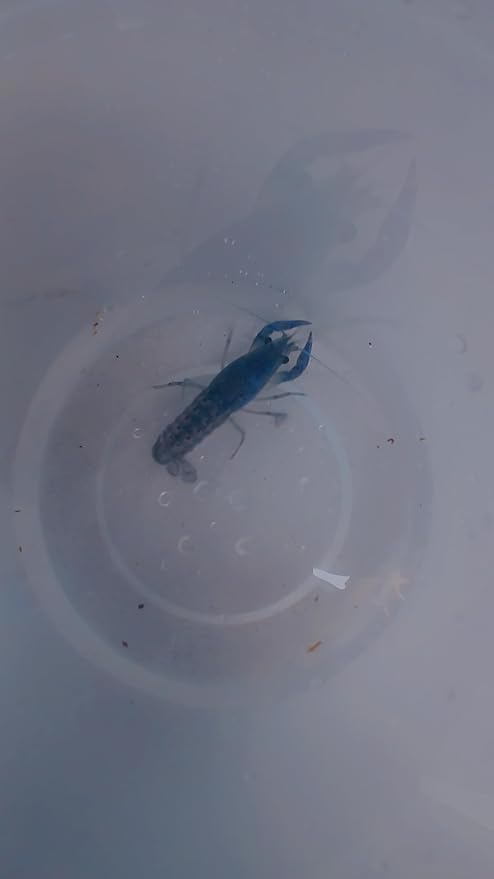 1 Live Electric Blue Crayfish -Live for Aquarium or Pond, Live Crawdad Juvenille Approx Size is 1 in to 4 in. We can not Ship to California, Alaska, Hawaii, Wisconsin Due to regulatory restrictions.