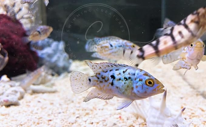 Swimming Creatures Blue Electric Dempsey (Rocio octofasciata) Approx.Size 0.75" - AKA Jack Dempsey Cichlid Freshwater Aquarium Fish Live (6 Pack)