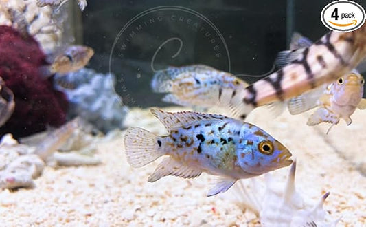 Swimming Creatures Blue Electric Dempsey (Rocio octofasciata) Approx. Size 0.75" - AKA Jack Dempsey Cichlid Freshwater Aquarium Fish Live (4 Pack)