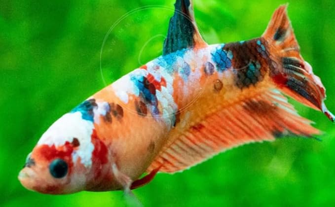 Swimming Creatures™ Betta Live Freshwater Aquarium Fish (Female Koi Betta)