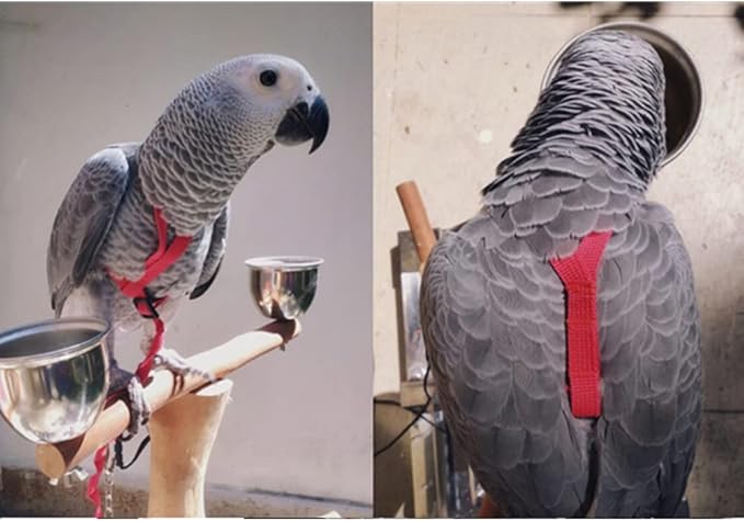 Adjustable Birds Harness and Leash Parrot Harness Leash Training Supplies Pet Anti-bite Outdoor Flying Rope for Conures Budgerigar Lovebird Cockatiel Mynah (M, Red)