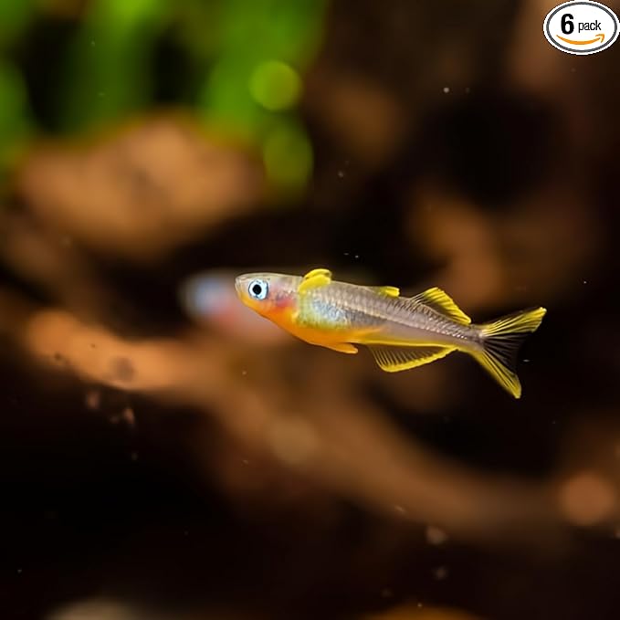 Swimming Creatures™ Freshwater Rainbowfish Live Aquarium Fish (Approx. 3/4"–1") (6 Forktail Rainbowfish)