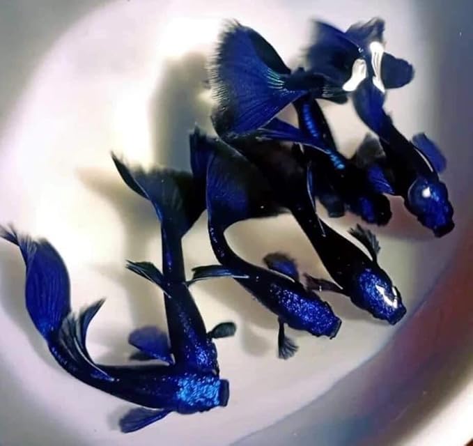 Generic 1 Breeding Pair- Blue Tarzan- New Strain Live Guppy Fish, 3 months