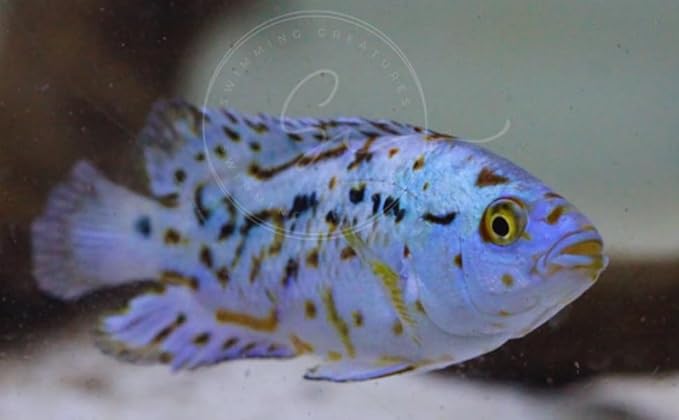 Swimming Creatures Blue Electric Dempsey (Rocio octofasciata) Approx. Size 0.75" - AKA Jack Dempsey Cichlid Freshwater Aquarium Fish Live (4 Pack)