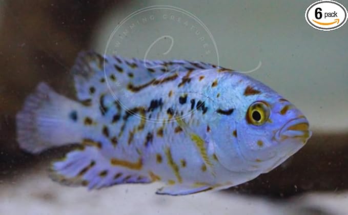 Swimming Creatures Blue Electric Dempsey (Rocio octofasciata) Approx.Size 0.75" - AKA Jack Dempsey Cichlid Freshwater Aquarium Fish Live (6 Pack)