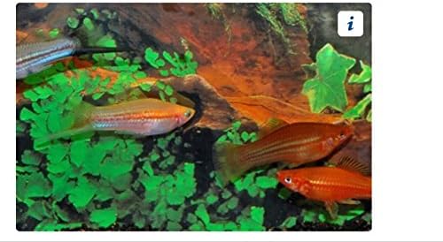 Swordtail Assorted Colors - Freshwater Live Tropical Fish