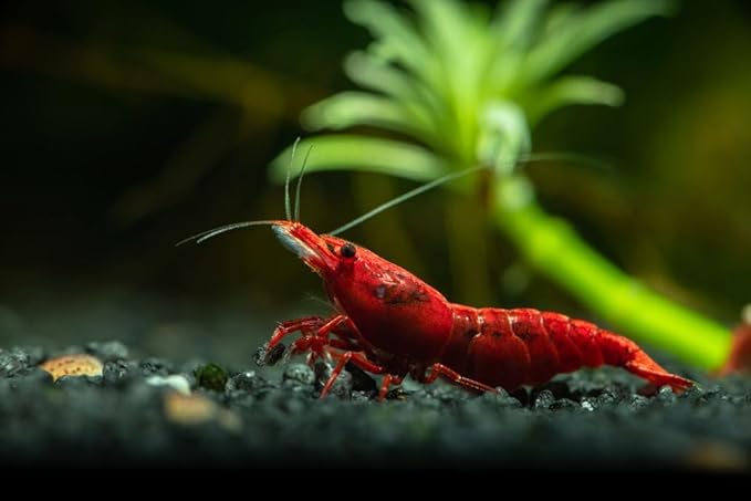 10+ High Grade Fire Red Cherry Shrimps Neocaridina Live Freshwater Shrimp Aquarium Inverts High-Grade Cherry Neocaridina Live Arrive Gurrentee