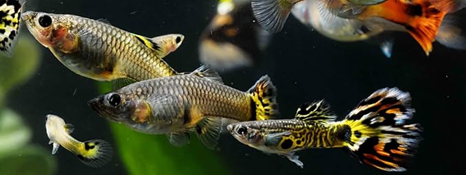 A.D.P. Biomass 100 g. Special High Protein 56.4% Tropical Fish Food Growth Fast Color Enhancer Guppy Betta Feed Slow Sinking Pellets 400 Microns for All Small to Medium Fish & Fry Newborn Fish Care