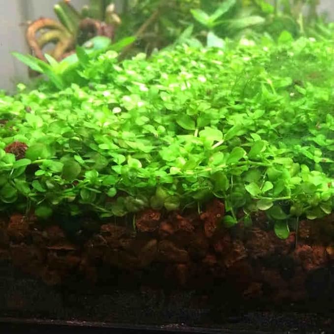 Foreground Potted Live Aquarium Plants | Freshwater Aquatic Plants for Aquariums (Potted Monte Carlo, 5 Pack)