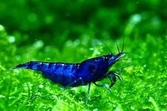 20+ High Grade Blue Dream Shrimps Neocaridina Live Freshwater Shrimp Aquarium Inverts (Live Guarantee or Replacemnt is Free)